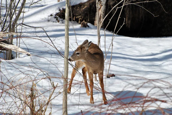 Fawn lookiing till foder i vinter — Stockfoto