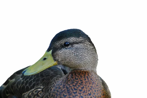 Duck Profile Over White — Stock Photo, Image