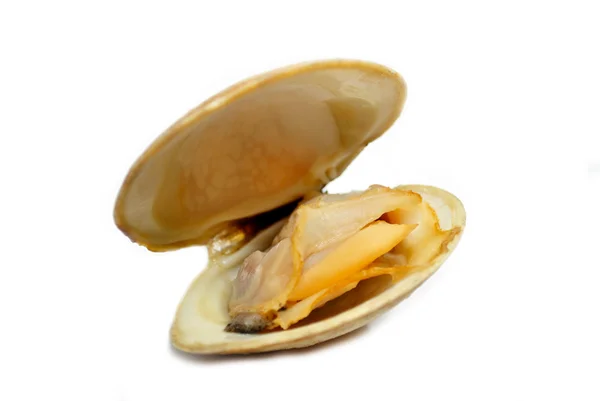 Fresh Steamed Clam Isolated on White — Stock Photo, Image