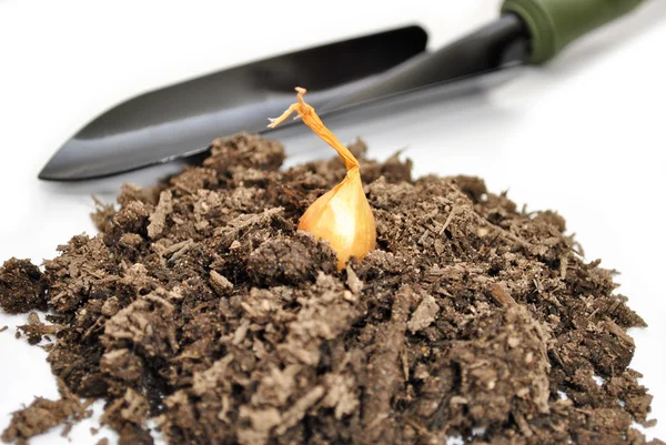 Un bulbo di cipolla gialla con terreno e una pala — Foto Stock