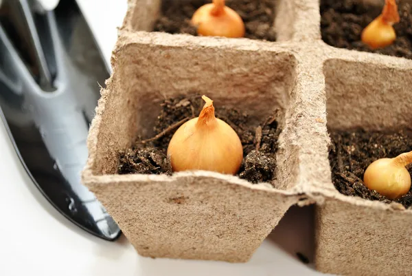 Close-up de plantar bolbos de cebola em vasos de turfa — Fotografia de Stock