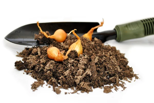 Four Yellow Onion Bulbs with A Spade and Soil — Stock Photo, Image