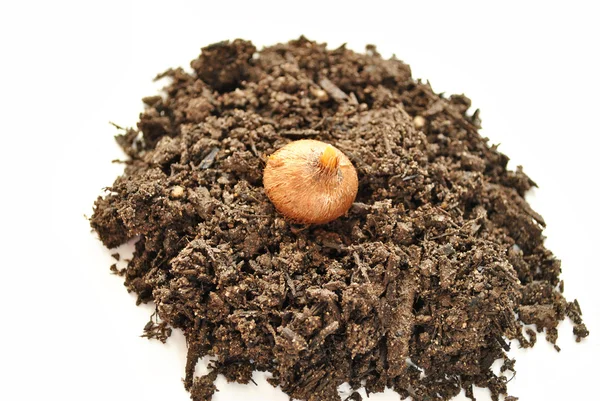 Spring Flower Bulb on a Heap of Soil — Stock Photo, Image