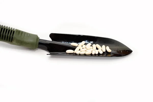 White Bean Seeds on a Spade Shovel Over White — Stock Photo, Image