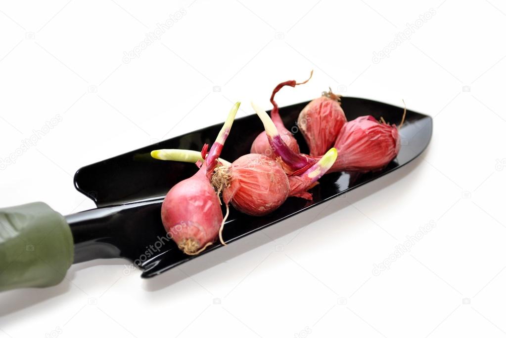 Red Onion Bulbs on a Spade Shovel