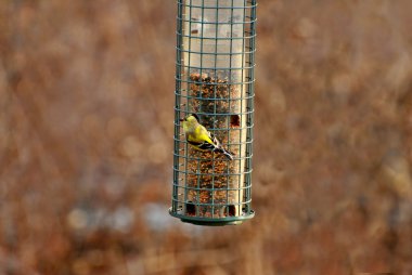 Amerikan altın finch erken ilkbaharda besleme