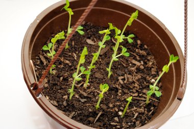 bezelye pod bitkiler asılı tencerede