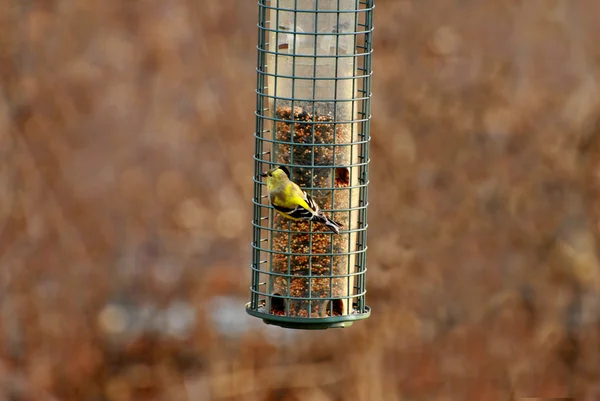 Amerikanische Goldfinken füttern im zeitigen Frühling — Stockfoto