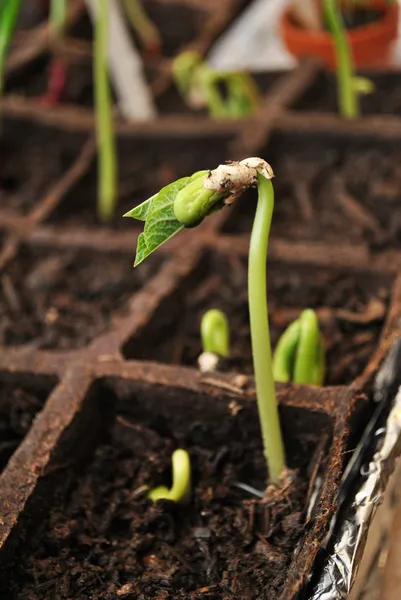 Bean Seedling Growing in a Peat Pot — Stock Photo, Image
