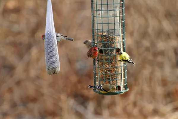 Occupato uccello alimentatore orecchio in primavera — Foto Stock