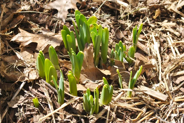 Ilkbaharda daffodil bitkiler — Stok fotoğraf