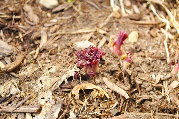 Spring Bleeding Heart Plant Sprounting out of the Soil — Stock Photo, Image