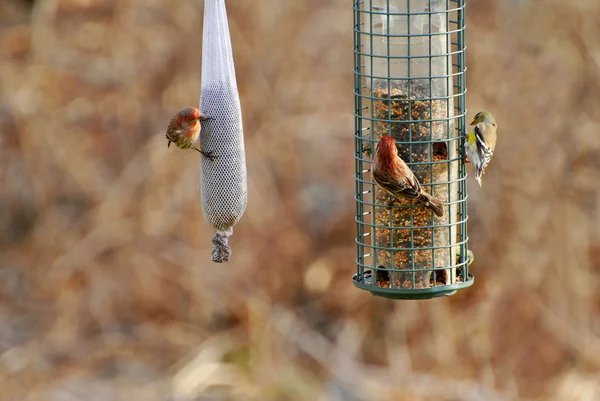 Three Birds Feeding in Early Spring — Stock Photo, Image