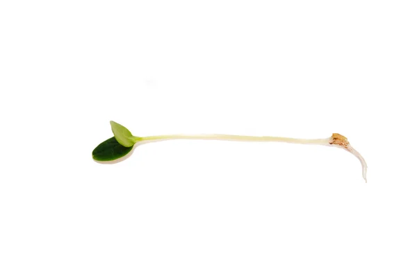 Cucumber Seedling Over White — Stock Photo, Image