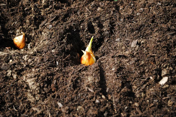 Planting Spring Bulbs — Stock Photo, Image