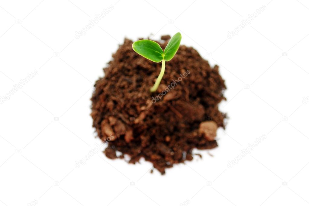 Cucumber Sprout in Soil Isolated Over White