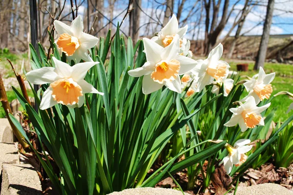 Daffodils in Full Bloom in Early Spring — Stock Photo, Image