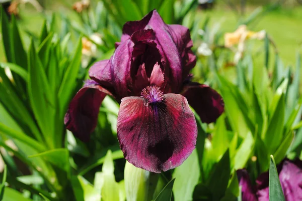 Close Up of a Dark Purple Iris — Stock Photo, Image