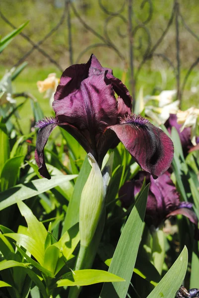 Iris púrpura oscuro floreciente en una cama de jardín — Foto de Stock