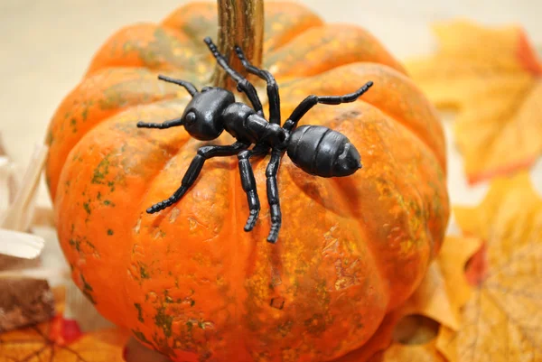 Conceito de uma formiga negra em uma abóbora — Fotografia de Stock