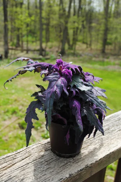 Purple Passion Plant in the Summer Sunshine — Stock Photo, Image