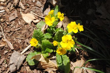 Erken ilkbaharda büyüyen sarı çuha çiçeği bitki