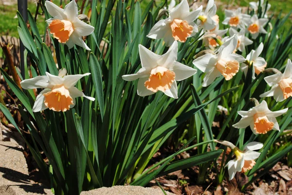 Spring Dafodils Growing in the Warm Spring Air — Stock Photo, Image