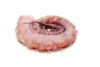 kıvrılmış bir ahtapot dokunaç beyaza kadar