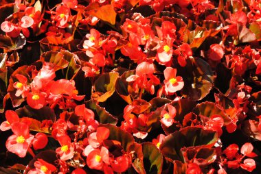 Kırmızı begonias yaz güneşte büyüyen arka planı