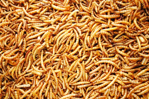 A Background of Dried Meal Worms — Stock Photo, Image