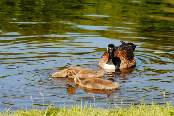 Семья канадских гусей, кормящихся в пруду — стоковое фото