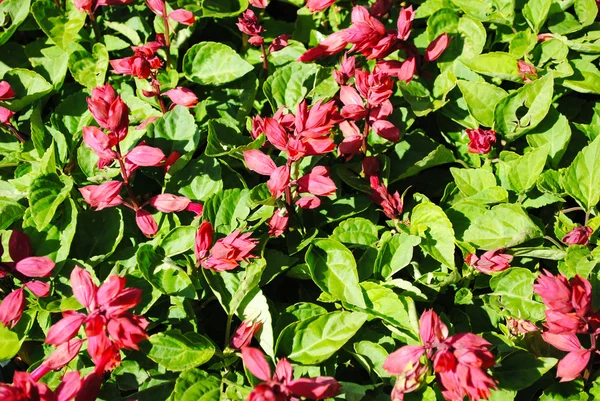 Sfondo di graziosi fiori estivi — Foto Stock