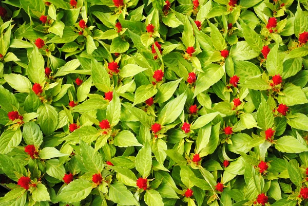 Hintergrund aus grünen Blättern und roten Blüten — Stockfoto