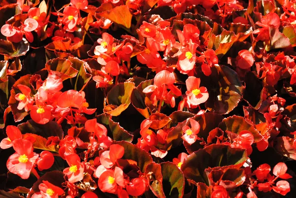 Sfondo di Begonie rosse Crescere sotto il sole estivo — Foto Stock