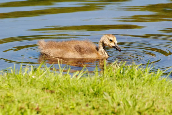 Canadese gosling zwemmen dicht bij de grond — Stockfoto
