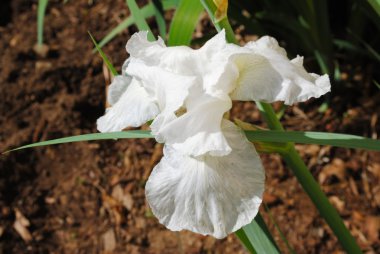 íris branco perfeito em plena floração