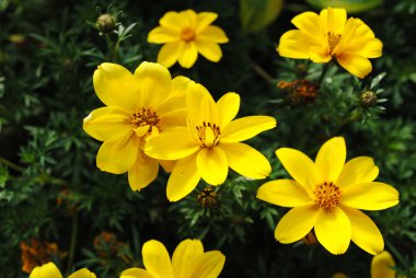 Yaz aylarında çiçek açan vahşi sarı çiçek