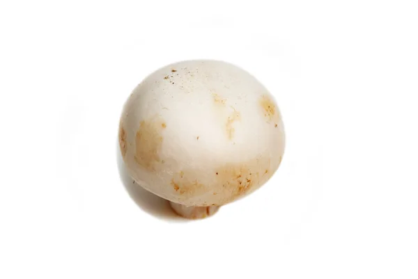 Целый белый гриб, изолированный на белом фоне — стоковое фото