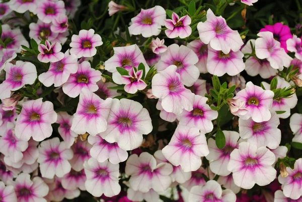 Hübsche rosa und weiße Sommer-Petunien — Stockfoto