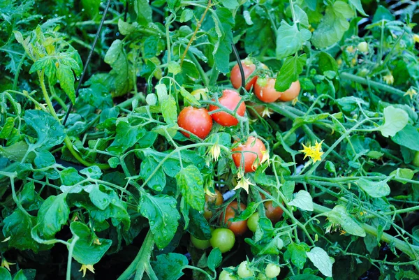 Grande planta de tomate em um jardim de verão — Fotografia de Stock