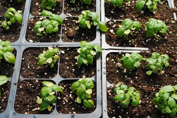 Tiny Basil Growing in Pots to be Sold — Stock Photo, Image