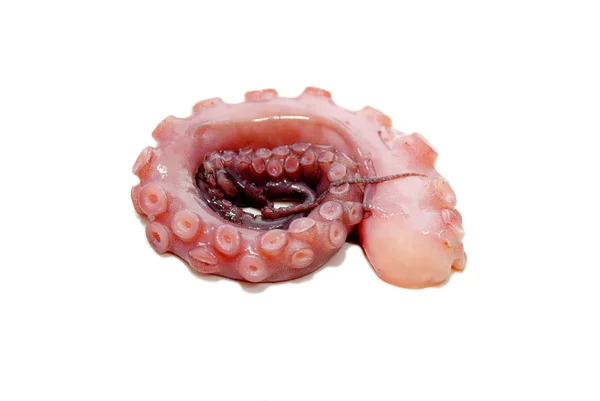 Verse rauwe octopus tentakel op een witte achtergrond — Stockfoto