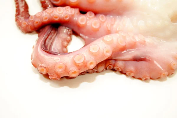 Octopus tentakels op een witte achtergrond — Stockfoto