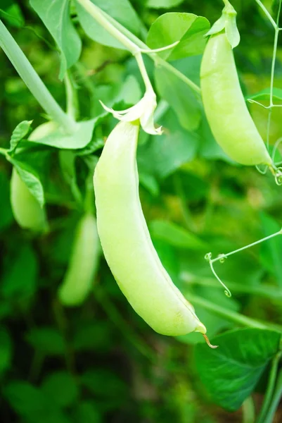 Selbst angebaute Bio-Erbsen zur Ernte bereit — Stockfoto