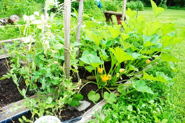 Jardim de legumes de quintal florescente em um dia quente de verão — Fotografia de Stock