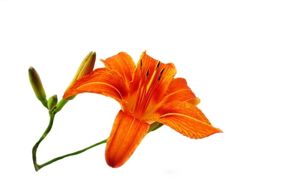 Bright Orange Lily Isolated Over a White Background — Stock Photo, Image