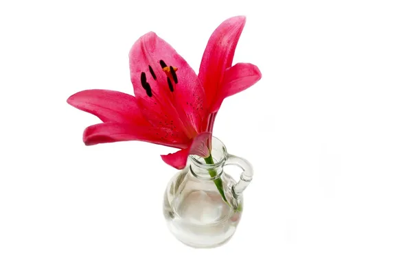 Perfect Maroon Lily in a Glass Vase Isolated on White Stock Image