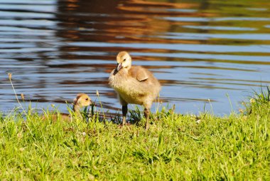 mükemmel Kanada gosling ayakta yanında bir su birikintisi