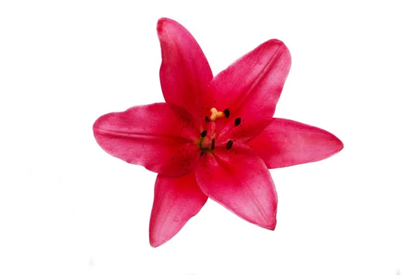 Maroon Lily flor isolada sobre um fundo branco — Fotografia de Stock