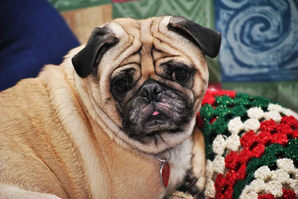 Old Pug Laying on a Christmas Blanket — Stock Photo, Image
